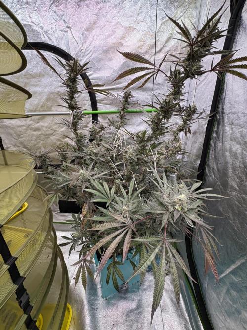 Lemon Cherry Gelato. Week 17