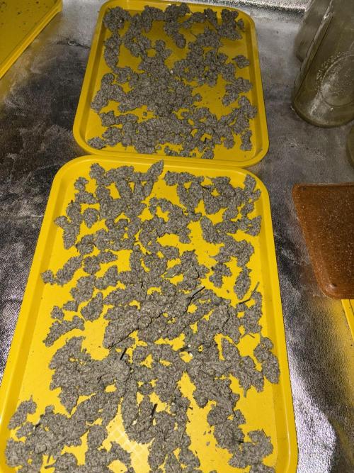 Lemon Cherry Gelato. Week 17