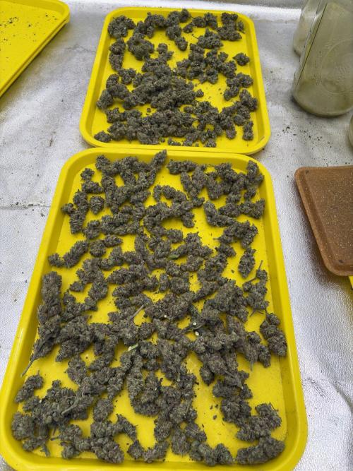 Lemon Cherry Gelato. Week 17