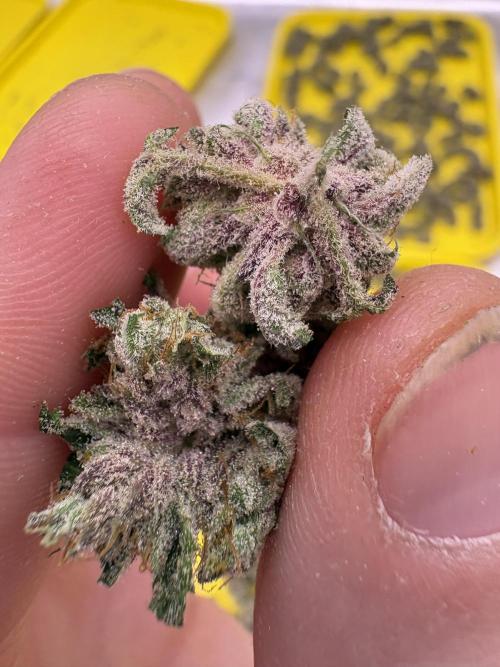 Lemon Cherry Gelato. Week 17