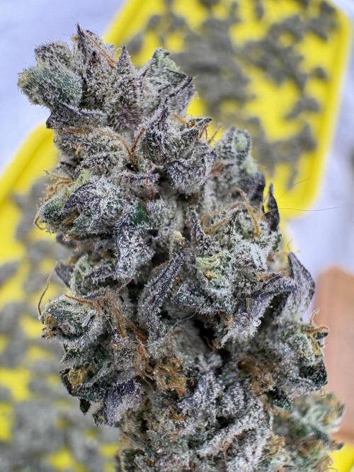 Lemon Cherry Gelato. Week 17