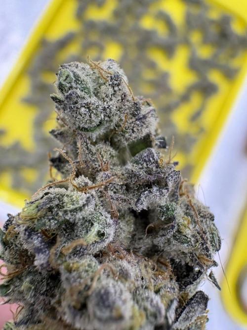 Lemon Cherry Gelato. Week 17