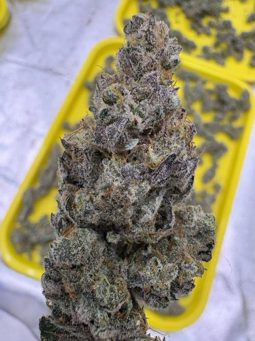 Lemon Cherry Gelato. Week 17