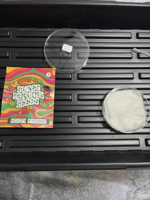 Glookie monster. Week 1