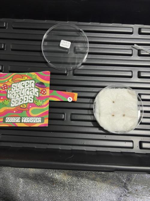 Glookie monster. Week 1