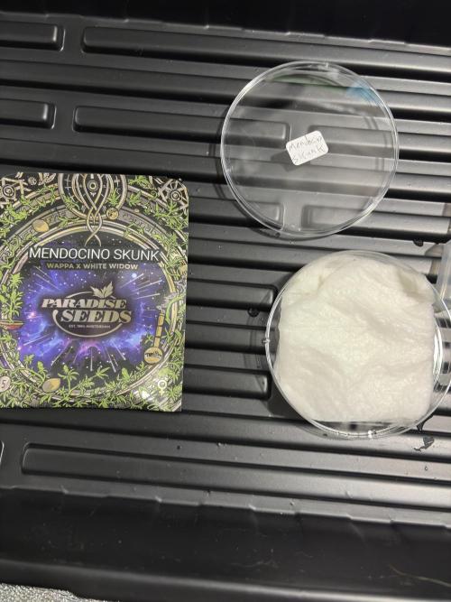 Mendocino skunk. Week 1