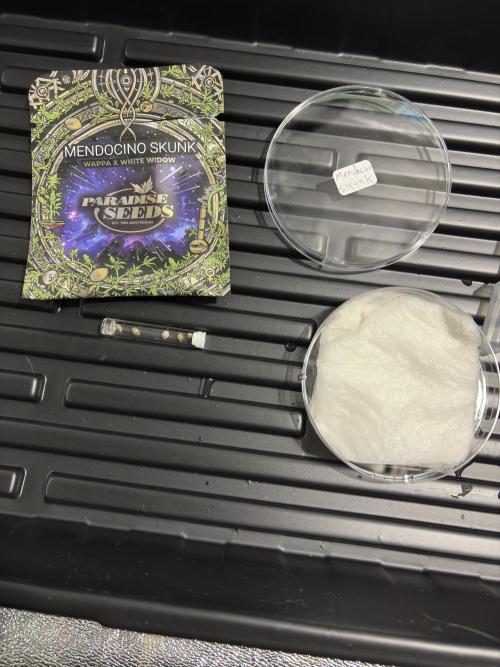 Mendocino skunk. Week 1