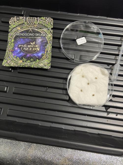 Mendocino skunk. Week 1