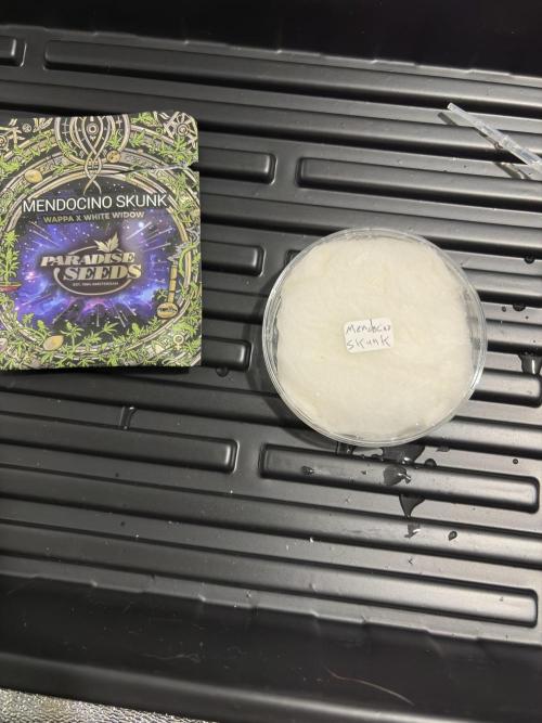 Mendocino skunk. Week 1