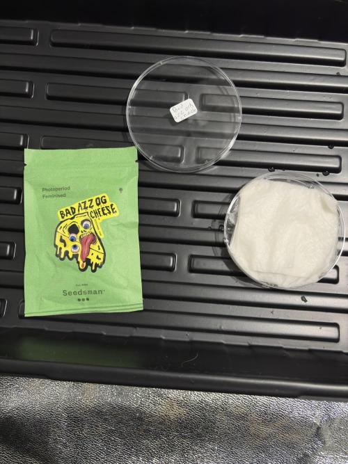 Bad azz og cheese. Week 1