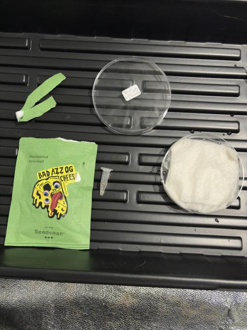 Bad azz og cheese. Week 1