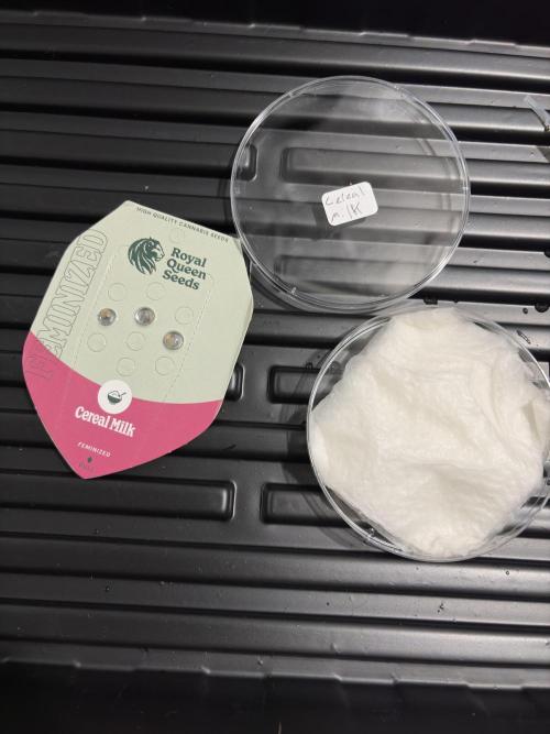 Cereal milk. Week 1