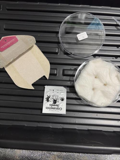Cereal milk. Week 1