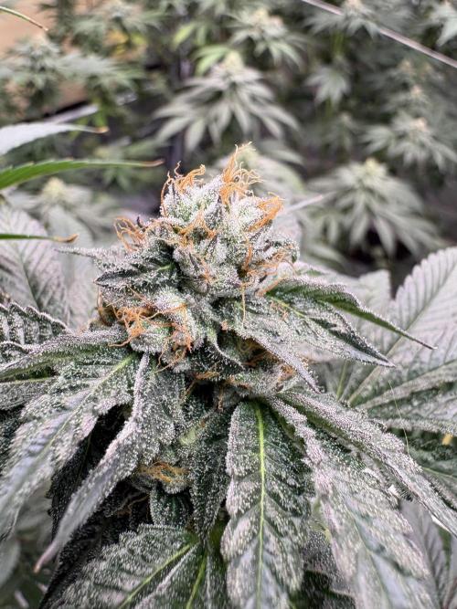 Za za og. Week 6