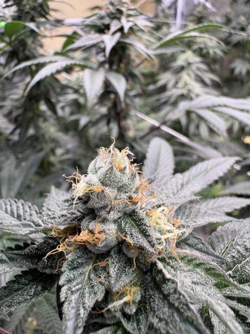 Za za og. Week 6