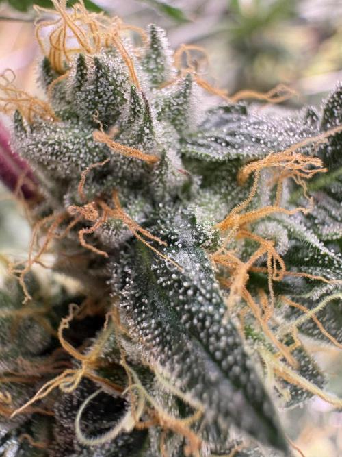 Za za og. Week 6