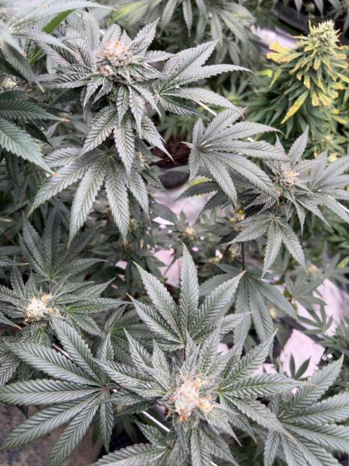 Za za og. Week 6