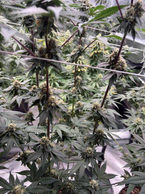 Za za og. Week 6