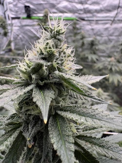 Do-si-dos Rqs. Week 6