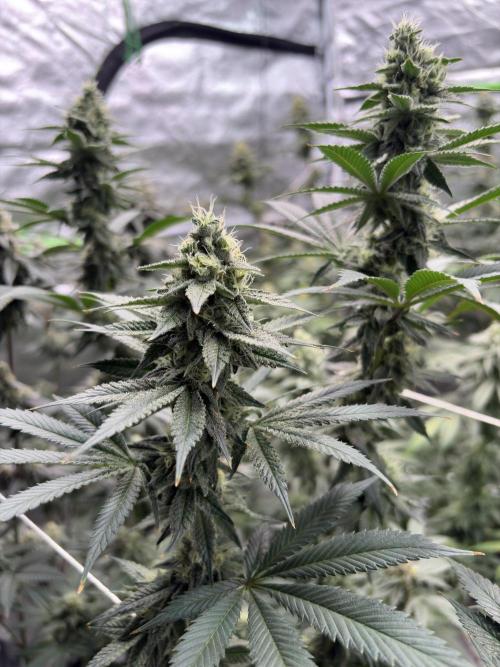 Do-si-dos Rqs. Week 6
