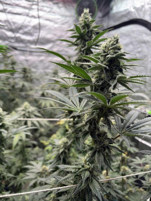 Do-si-dos Rqs. Week 6