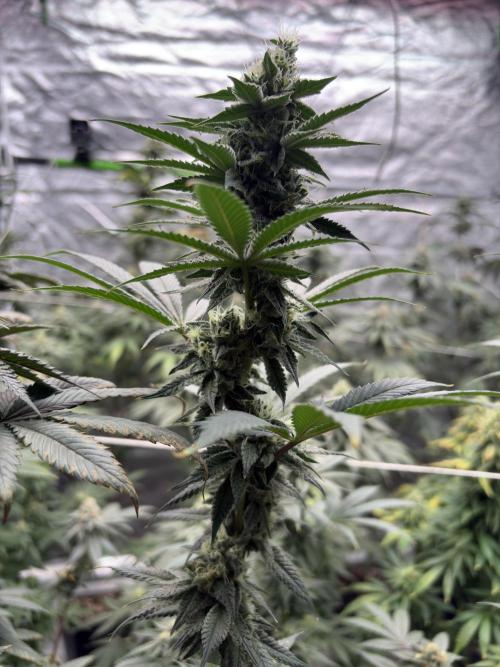 Do-si-dos Rqs. Week 6