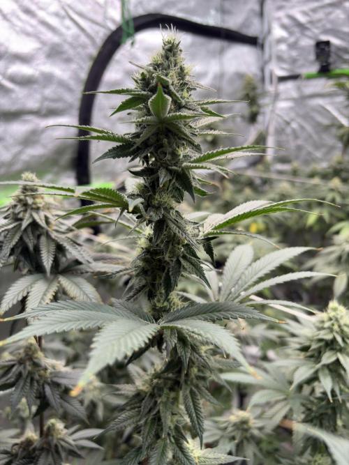 Do-si-dos Rqs. Week 6