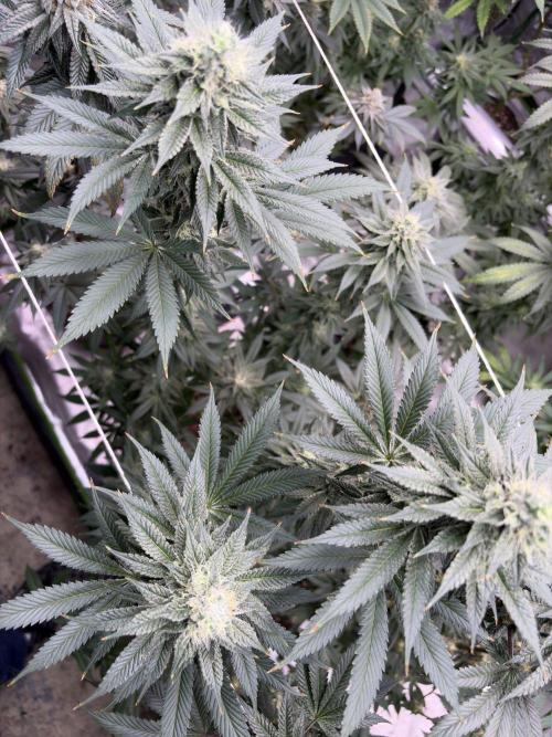 Do-si-dos Rqs. Week 6