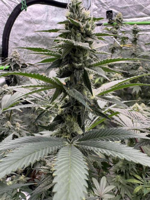 Do-si-dos Rqs. Week 6