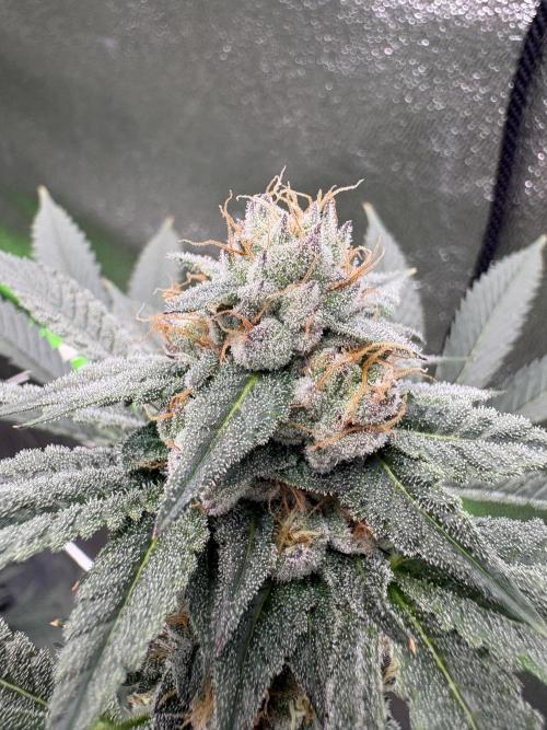 Cereal milk. Week 6