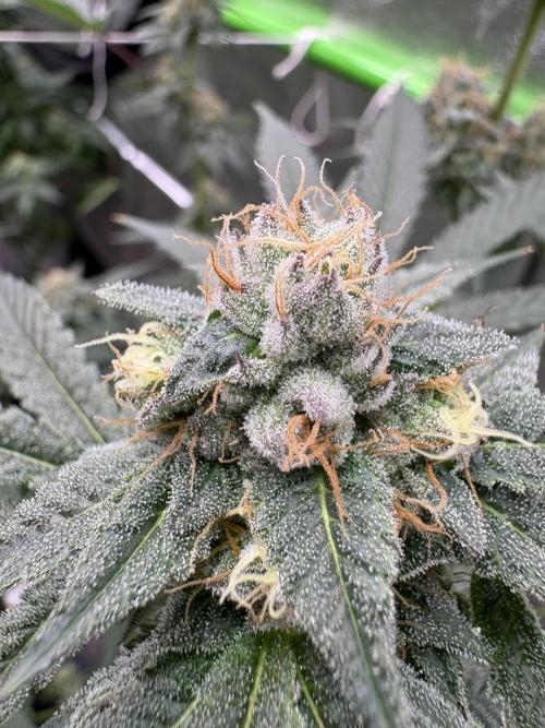 Cereal milk. Week 6