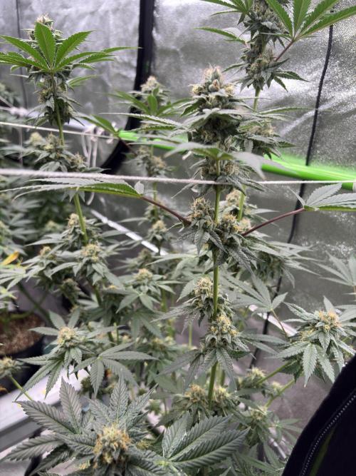 Cereal milk. Week 6