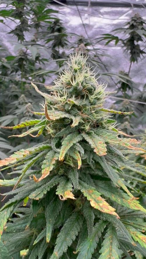 2026 Eternity Grow Cup