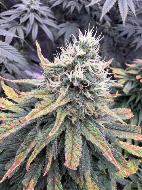 2026 Eternity Grow Cup. Week 6