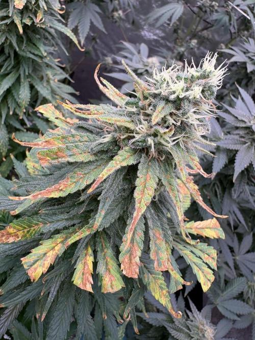 2026 Eternity Grow Cup. Week 6