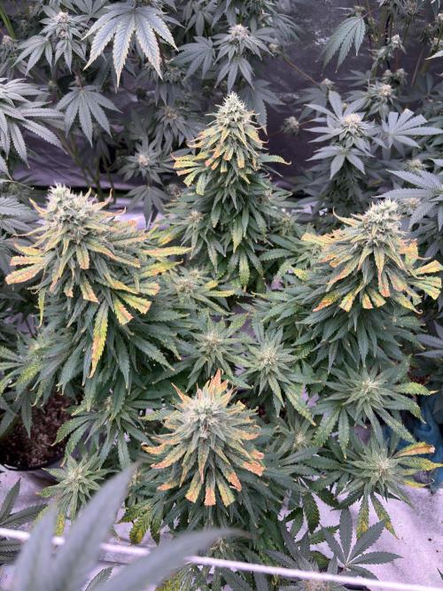 2026 Eternity Grow Cup. Week 6