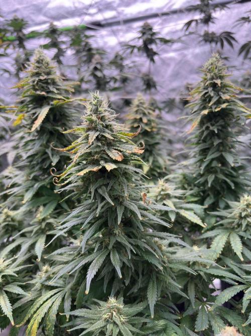 2026 Eternity Grow Cup. Week 6
