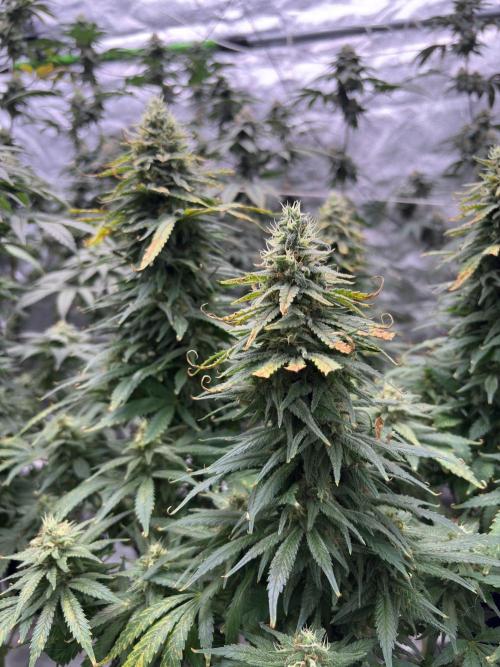 2026 Eternity Grow Cup. Week 6