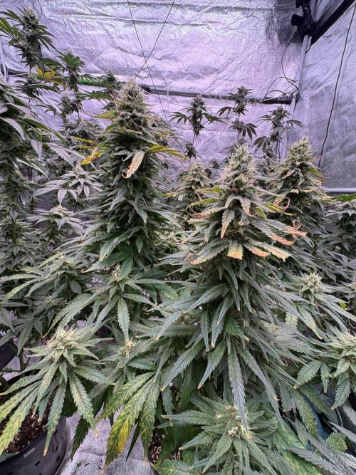 2026 Eternity Grow Cup. Week 6