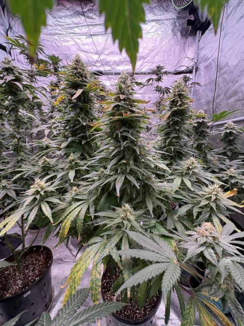 2026 Eternity Grow Cup. Week 6