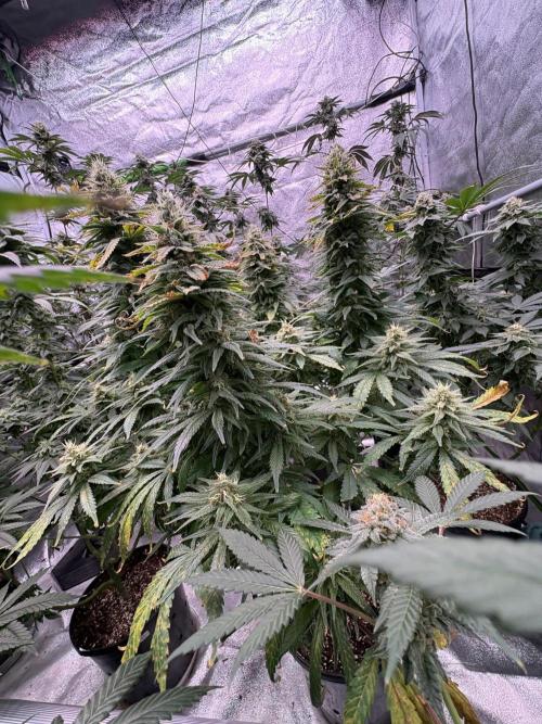 2026 Eternity Grow Cup. Week 6