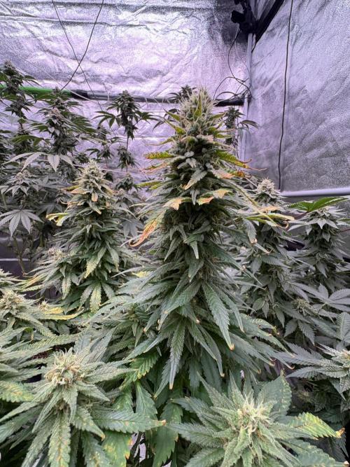 2026 Eternity Grow Cup. Week 6