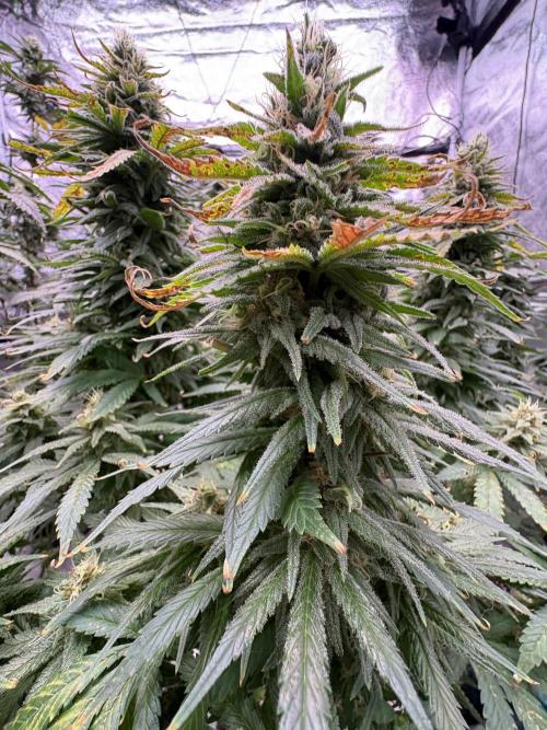 2026 Eternity Grow Cup. Week 6