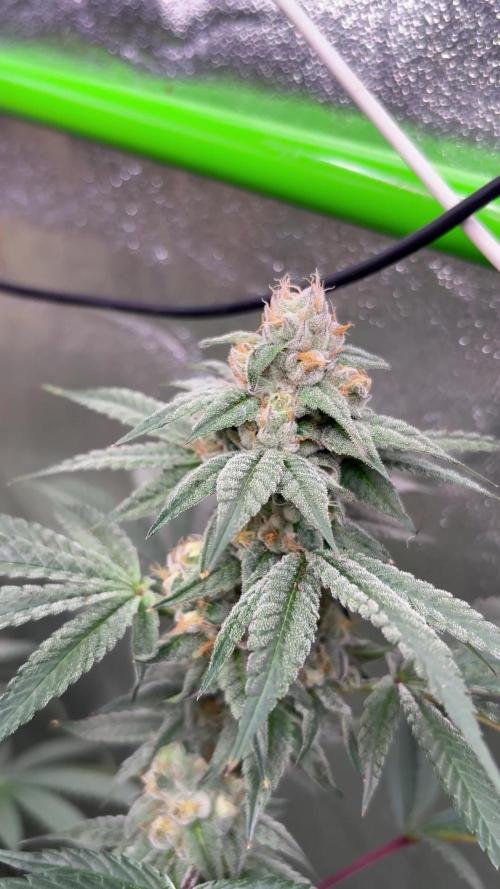 Cali critical mass