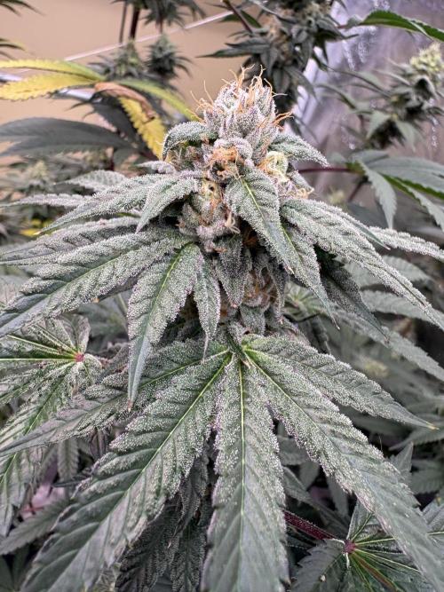 Cali critical mass. Week 2