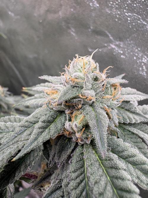Cali critical mass. Week 2