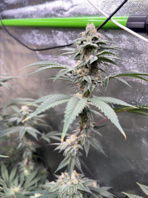 Cali critical mass. Week 2