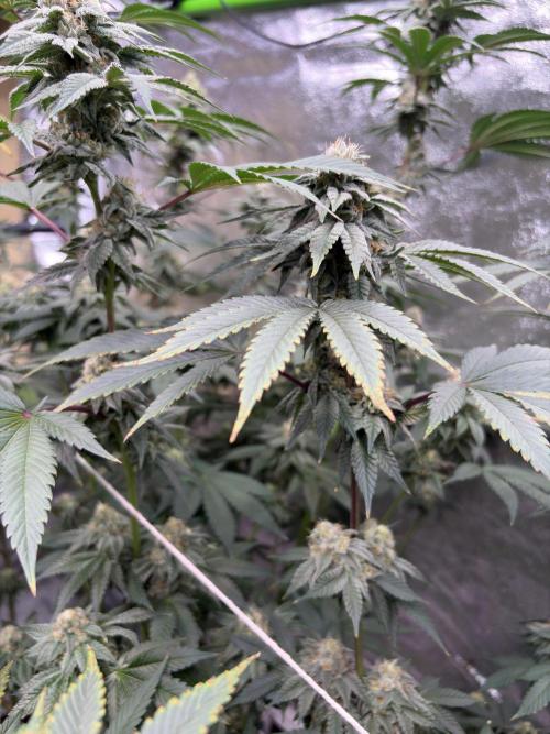Cali critical mass. Week 2