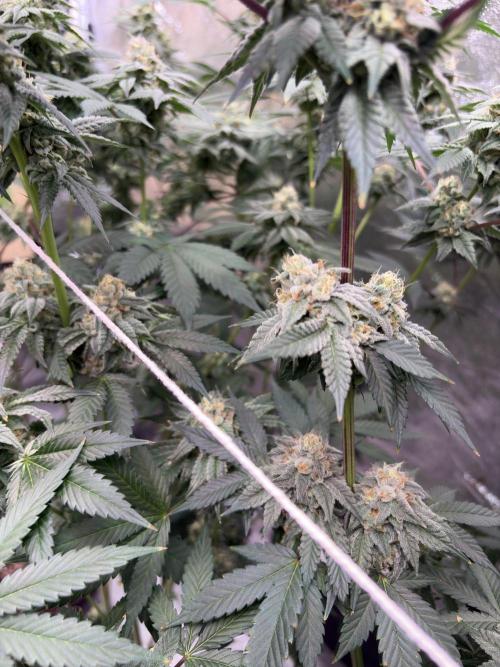 Cali critical mass. Week 2