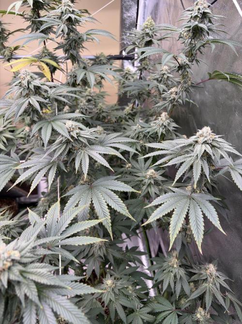 Cali critical mass. Week 2